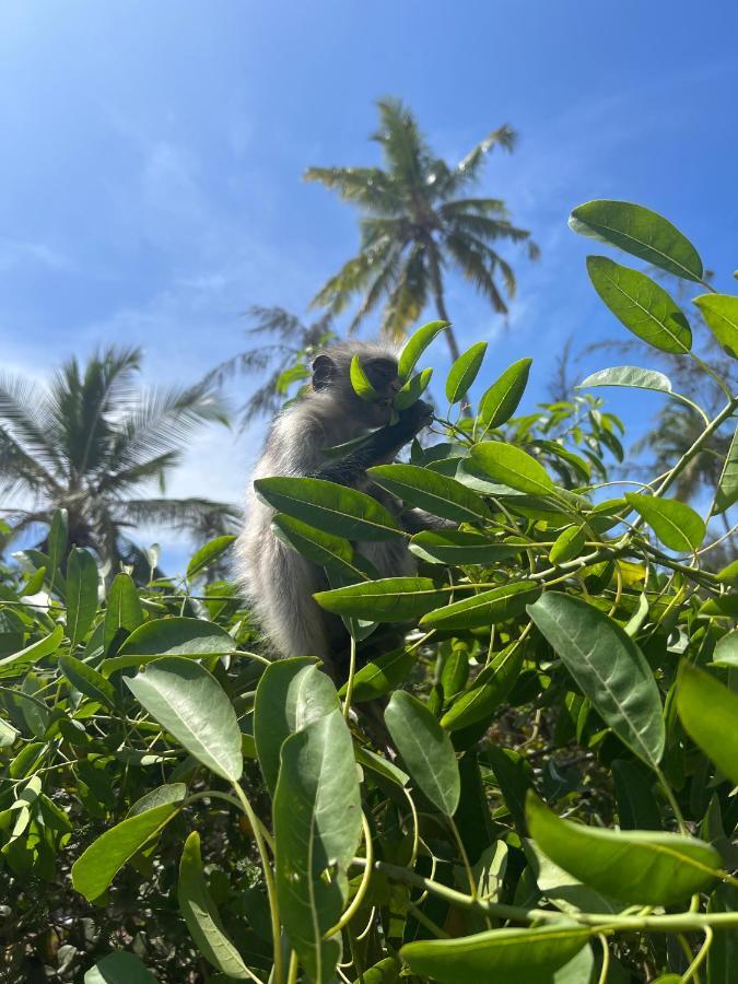 Kivuli Beach Resort パジェ エクステリア 写真